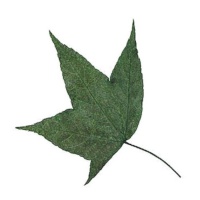 Flor seca prensada folhas de ácer verde 5 cm - Innspiro - 10 unid.