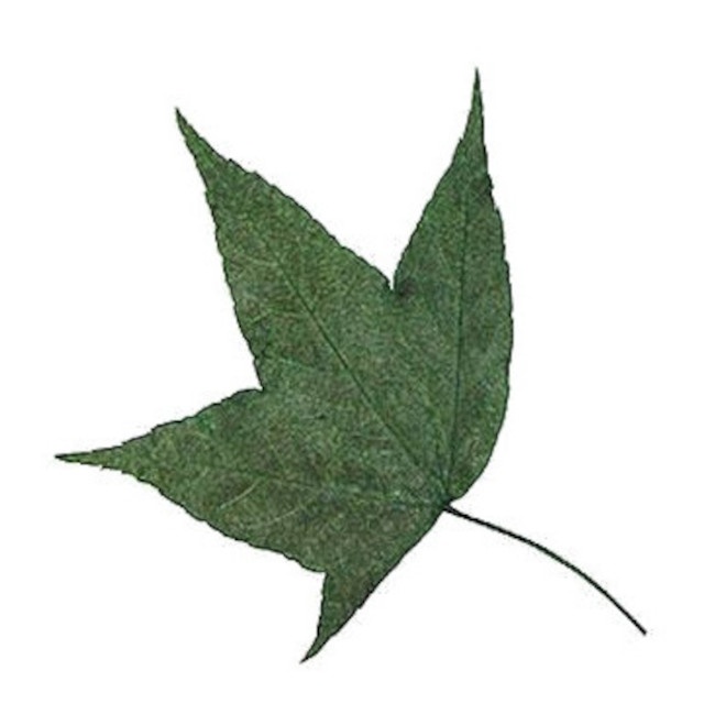 Vista principal del flor seca prensada folhas de ácer verde 5 cm - Innspiro - 10 unid. en stock