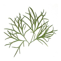 Flores secas prensadas larkspur folhas verdes - Innspiro - 10 unid.