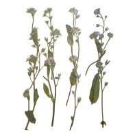 Flor lilás lavanda seca prensada 6 cm - Innspiro - 12 unid.