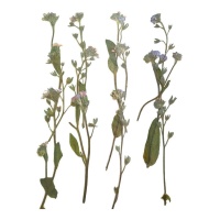 Flor lilás lavanda seca prensada 6 cm - Innspiro - 12 unidades