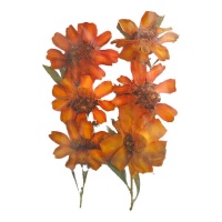 Flor seca prensada zinia linearis vermelha 3 cm - Innspiro - 12 unidades