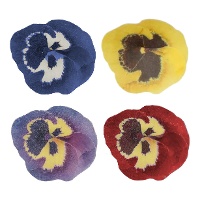 Obleas de flor de Pensamento em cores sortidas de 5 cm - FunCakes - 30 unidades