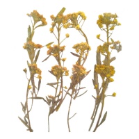 Flor seca prensada alyssum amarelo 6 cm - Innspiro - 12 unid.