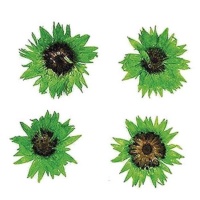 Flor seca prensada verde bebé eterna 2 cm - Innspiro - 10 unid.