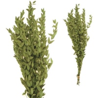 Ramos decorativos de Eucalyptus Tenuifolia cor natural 60-70 cm.