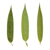 Flor de bambu de rio verde seca e prensada 6 cm - Innspiro - 10 unid.