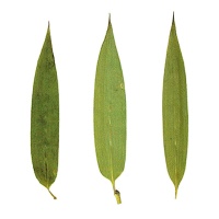 Flor de bambu de rio verde seca prensada 6 cm - Innspiro - 10 unid.