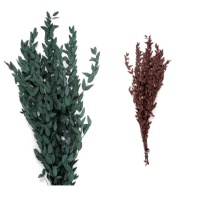 Ramos decorativos de eucalipto Tenuifolia colorido 60-65 cm.