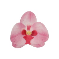 Obleas de Orquídeas de 8,5 x 7,5 cm - FunCakes - 10 unidades
