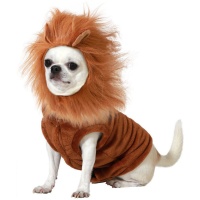 Fato de leão para cão