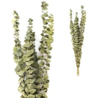 Ramos decorativos de Eucalyptus Rotundifolia de cor natural 40-60 cm
