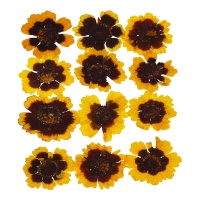 Flor amarela wawe dourada seca prensada 3 cm - Innspiro - 12 unid.