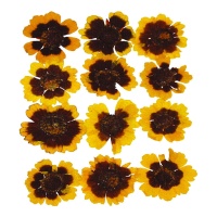 Flor seca prensada dourada wawe amarela 3 cm - Innspiro - 12 unid.