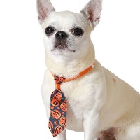 Gravata de abóboras de Halloween para pets